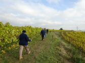 Wanderroute auf dem Weinwanderweg in der Riede Steinhaus 