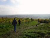 Wanderroute auf dem Weinwanderweg in der Riede Steinhaus 