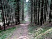 Wanderroute auf schnen Waldwegen nach Weienhof 
