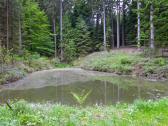  kleiner Teich mitten im Wald 