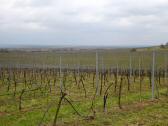  schner Fernblick ber das Weinbaugebiet 