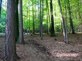  Blick auf die Wanderstrecke auf dem Eichberg 