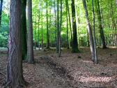  Blick auf die Wanderstrecke auf dem Eichberg 