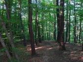  Blick auf die Wanderstrecke auf dem Eichberg 