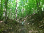  Wanderroute durch den Wald des Schildbergs 