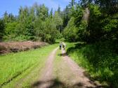  Wanderroute durch den Wald des Schildbergs 