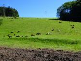  Blick zur Schafweide in Lehen 