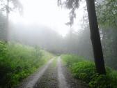  Wanderstrecke durch den nebeligen Wald 