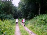  Blick auf die Wanderstrecke auf dem Hiesberg 