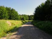 Blick auf die Wanderstrecke durch den Forst des Ostrong 