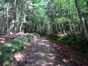 Blick auf die Route zum Peilstein durch den Forst des Ostrong 