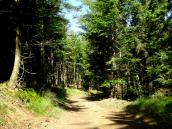 Blick auf die Route zum Peilstein durch den Forst des Ostrong 