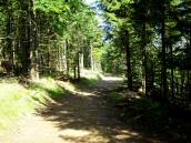 Blick auf die Route zum Peilstein durch den Forst des Ostrong 