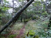  Wanderweg bergab zum "Kleinen Peilstein" 