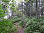  Wanderweg bergab zum "Kleinen Peilstein" 