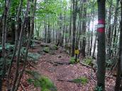  Wanderweg bergab zum "Kleinen Peilstein" 