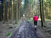  Blick auf die Wanderroute auf den Hacklberg 