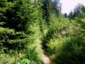  Blick auf die Wanderstrecke - sehr verwachsener Steig