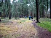  Wanderroute durch den Wald bei Holzschlag 