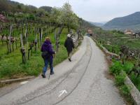 Wanderroute durch die Riede Weitenberg nach Weienkirchen in der Wachau 