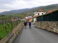 Wanderroute am Weitenberg in Weienkirchen in der Wachau 