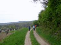  Wanderroute durch die Weinrieden von Mittelberg 