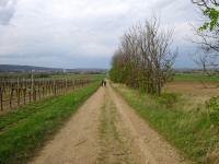  Blick auf die ebene Wanderstrecke nach Unternalb 