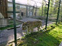  Blick zu der majesttischen Grokatze, dem Tiger 