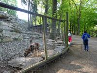 Wanderroute bei den Mufflons im Tierpark Stadt Haag 