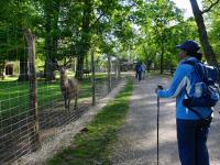 Wanderroute bei den Rothirschen im Tierpark Stadt Haag 