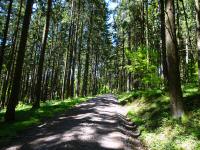  Wanderroute durch den Buchenwald 
