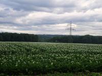  der schne Blick ber ein blhendes Kartoffelfeld 