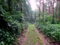  Wanderroute durch den Wald des Oberen Sattel 