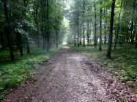  Wanderroute durch den Wald des Oberen Sattel