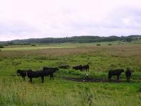  Blick zu einer Vieherde in Norrea-Becken 