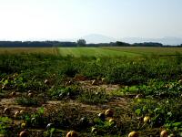  Fernblick zum tscher 