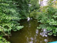 Blick auf den Mhlkamp in Hadersdorf flussaufwrts 