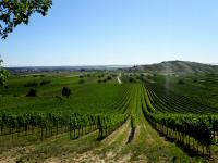  der schne Fernblick nach Jois und zum Tannenberg 