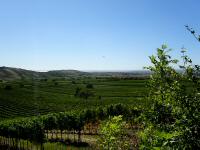 schner Fernblick zu den "Hgeln" Tannenberg und Hackelsberg und zum Neusiedler See 