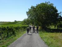 Wanderroute durch die Weinrieden am Sdhang des Leithagebirges 