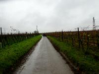  Wanderroute durch die Weinriede Kittmannsberg 