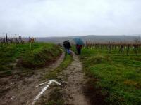  Wanderroute durch die Weinriede Weintrgerin 