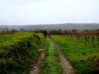  Wanderroute durch die Weinriede Weintrgerin 