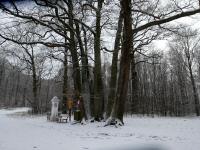  Blick zum Naturdenkmal Sieben Eichen am Ramaseck 