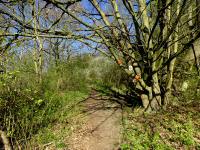  Blick auf die Wanderstrecke am Michaelerberg 