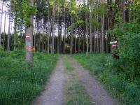 Blick auf die Wanderstrecke durch die Waldriede Haimberg 