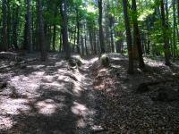  Blick auf die Wanderstrecke auf dem Eichberg 