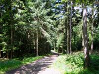  Blick auf die Wanderstrecke auf dem Eichberg 