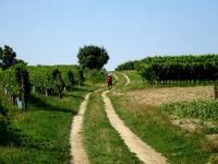  Wanderroute durch die Weinriede "Proschen"  