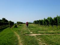  Wanderroute durch die Weinriede "Proschen"  